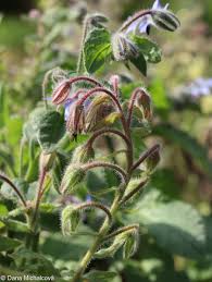 Attēlu rezultāti vaicājumam “Borago officinalis bud”