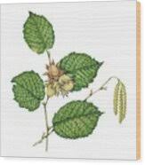 Attēlu rezultāti vaicājumam “Corylus avellana leaf”