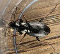 Attēlu rezultāti vaicājumam “Pterostichus oblongopunctatus”