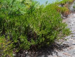 Attēlu rezultāti vaicājumam “Empetrum nigrum”