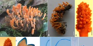 Attēlu rezultāti vaicājumam “Cordyceps polyarthra”
