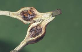 Attēlu rezultāti vaicājumam “Lasioptera rubi”