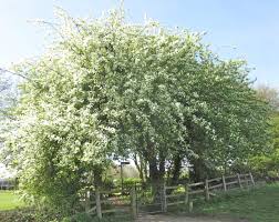 Attēlu rezultāti vaicājumam “Prunus (bird-cherry tree)”
