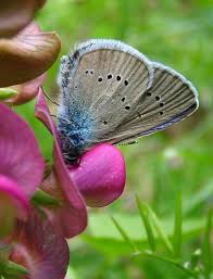 Attēlu rezultāti vaicājumam “Cyaniris semiargus”