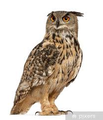 Attēlu rezultāti vaicājumam “Bubo bubo”