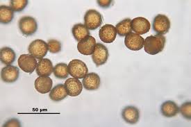 Attēlu rezultāti vaicājumam “Weissia brachycarpa”