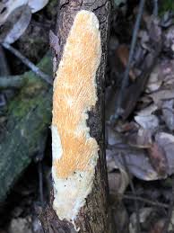 Attēlu rezultāti vaicājumam “Diplomitoporus flavescens”