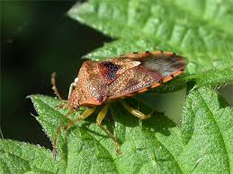 Attēlu rezultāti vaicājumam “Elasmucha grisea imago”