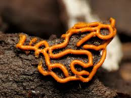 Attēlu rezultāti vaicājumam “Hemitrichia serpula spores”