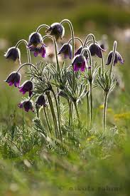 Attēlu rezultāti vaicājumam “Pulsatilla pratensis flower”