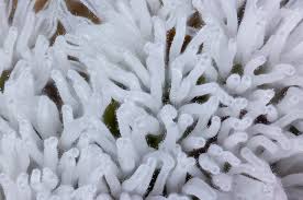 Attēlu rezultāti vaicājumam “Ceratiomyxa fruticulosa plasmodium”