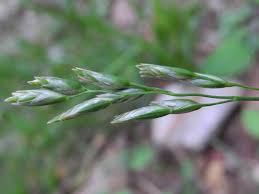 Attēlu rezultāti vaicājumam “Danthonia decumbens fruit”