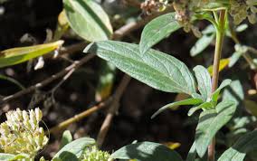 Attēlu rezultāti vaicājumam “Phacelia tanacetifolia leaf”
