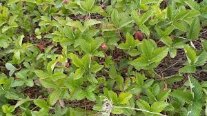 Attēlu rezultāti vaicājumam “Fragaria viridis leaf”