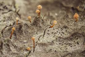 Attēlu rezultāti vaicājumam “Sclerophora coniophaea”