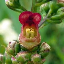 Attēlu rezultāti vaicājumam “Scrophularia nodosa”