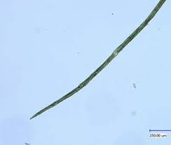 Attēlu rezultāti vaicājumam “Dicranodontium denudatum”