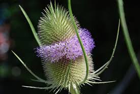 Attēlu rezultāti vaicājumam “Dipsacus fullonum”