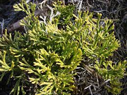 Attēlu rezultāti vaicājumam “Lycopodiaceae”