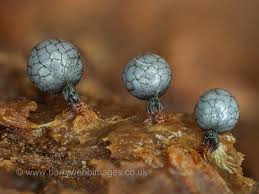 Attēlu rezultāti vaicājumam “Craterium minutum young”