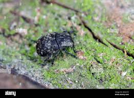Attēlu rezultāti vaicājumam “Anthribus nebulosus”