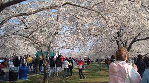 Image result for "cherry blossom" washington