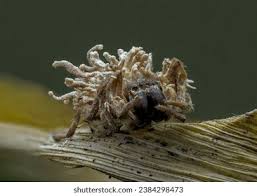 Attēlu rezultāti vaicājumam “Torrubiella arachnophila”