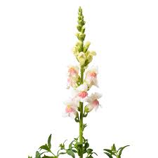 Attēlu rezultāti vaicājumam “Antirrhinum majus flower”