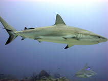 Image result for Carcharhinus