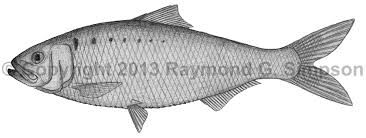 Image result for Alosa alosa