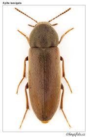 Attēlu rezultāti vaicājumam “Xylita laevigata”