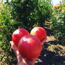 Afbeeldingsresultaat voor rose quartz tomato
