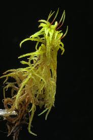 Attēlu rezultāti vaicājumam “Helodium blandowii”