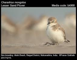 Image result for Charadrius mongolus