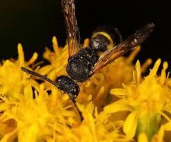 Attēlu rezultāti vaicājumam “Ancistrocerus sp. male”