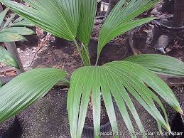 Attēlu rezultāti vaicājumam “Poa remota leaf”