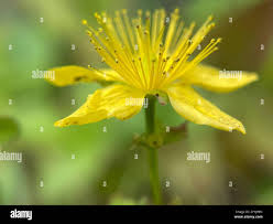 Attēlu rezultāti vaicājumam “Hypericum maculatum flower”
