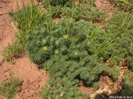 Attēlu rezultāti vaicājumam “Euphorbia cyparissias”