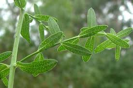 Image result for Hypericum perforatum