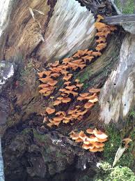 Attēlu rezultāti vaicājumam “Xeromphalina campanella”