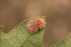 Attēlu rezultāti vaicājumam “Neuroterus albipes”