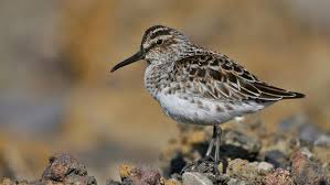 Attēlu rezultāti vaicājumam “Calidris falcinellus adult”