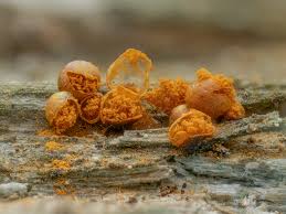 Attēlu rezultāti vaicājumam “Hemitrichia lutescens”