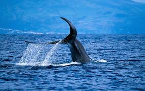 Image result for Balaenoptera physalus