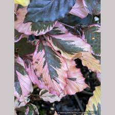 Attēlu rezultāti vaicājumam “Fagus sylvatica fo. purpurea leaf”