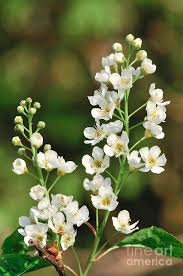 Attēlu rezultāti vaicājumam “Prunus (bird-cherry tree)”