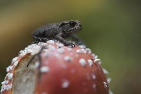 Attēlu rezultāti vaicājumam “Bufo bufo juvenile”