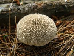 Attēlu rezultāti vaicājumam “Lycoperdon echinatum”