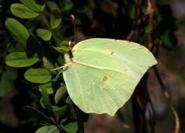 Attēlu rezultāti vaicājumam “Gonepteryx rhamni upperside”