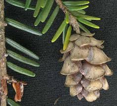Attēlu rezultāti vaicājumam “Tsuga canadensis”
